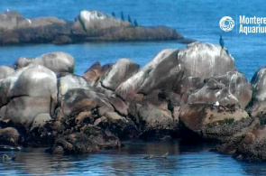Baía de Monterey. Monterey webcams online