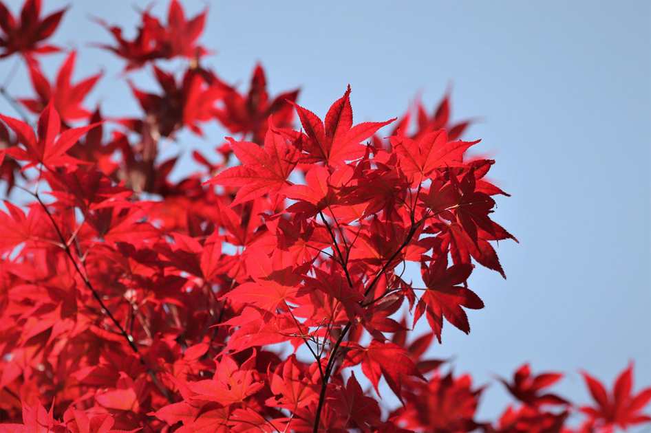 Parque Karashima. Webcams de Kumamoto on-line