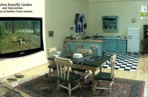 Baratas, webcam on-line no New Orleans Insectarium