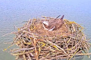 Rutland Osprey. Webcam Rutland