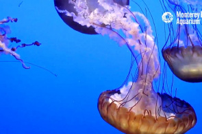 Água-viva no aquário de Monterey Bay. Monterey webcams online