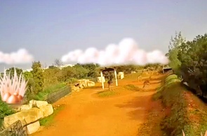 Giraffe Cam no zoológico. Webcam Rabat