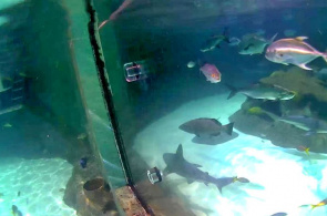 Marathon Marine Park em tempo real
