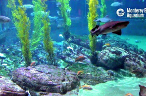 Tubarões no aquário de Monterey Bay. Monterey webcams online