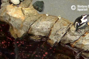 Pinguins africanos. Monterey webcams online